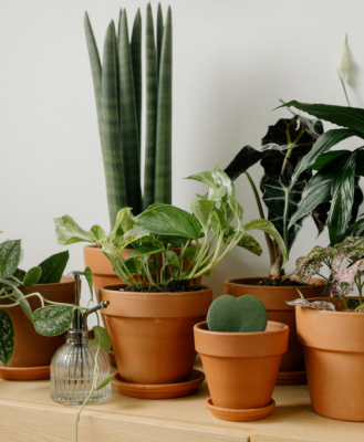 Plantas para regalar en Las Pedroñeras