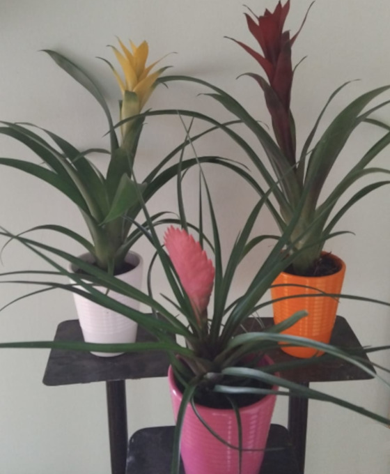 Planta Bromelia