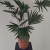 Planta Livistona