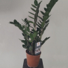 Planta Zamioculca